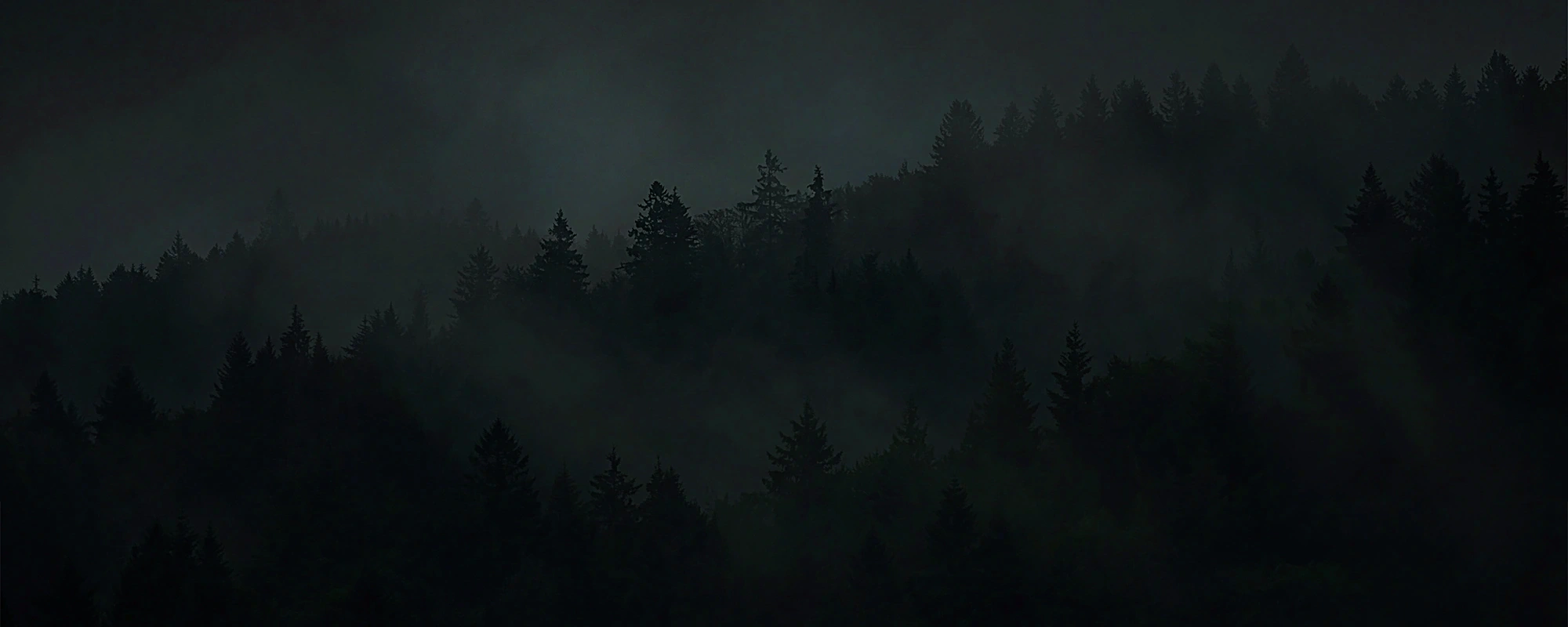 Dunkler Tannenwald, Silhouetten der Tannen vor grauem Himmel